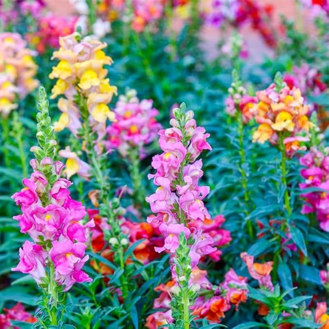 290+ Mix Snapdragon Flower Seeds for Planting-Non-GMO Beautiful Flowers to Plant in Your Garden