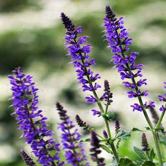 NIKA SEEDS - Seeds Herb Sage (Salvia Officinalis) Medicinal - 25 Seeds