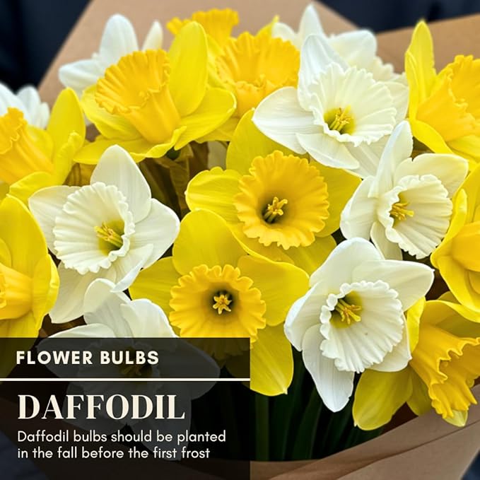 Daffodil Mix Bulbs for Planting - Easy to Grow Perennial Flowers for Garden or Containers (50 Bulbs)