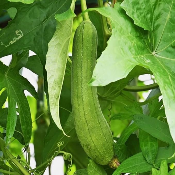 30PCS Smooth Sponge Gourd Seeds Loofah Snake Melon USA Asian Vegetable Seeds Heirloom
