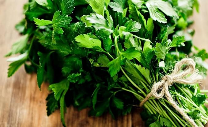 SeedsUP - 2000+ Seeds Italian Flat-Leaf Parsley Indoor for Pots Year-Round - 2000 Seeds - Herb Green