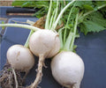 600 White Egg Turnip Brassica Rapa Vegetable Seeds