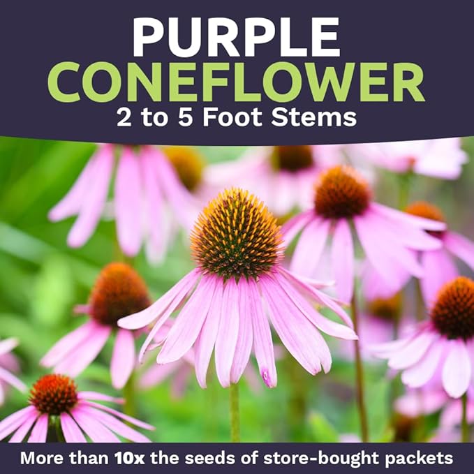 Purple Coneflower Seeds – Bulk Quarter Pound Packet – Over 12,000 Open Pollinated Non-GMO Wildflower Seeds – Echinacea purpurea