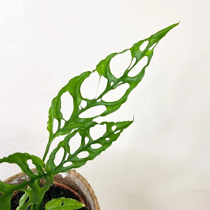 GARDENERA Monstera Obliqua Soil Blend - Designed to Meet The Unique Needs of Your Plant - 4 Quart