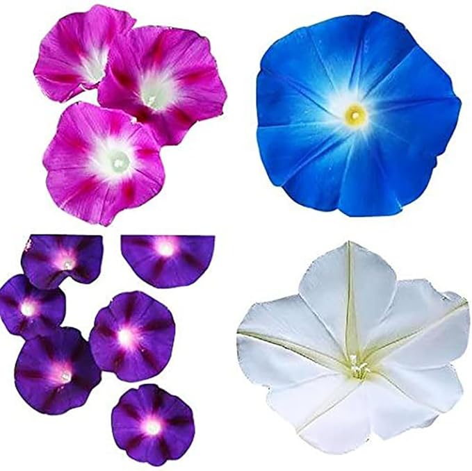 Mixed Morning Glory Seeds for Planting – 200 Fresh Seeds – Blue, Purple, White, and Rose Climbing Vine Flowers – Attracts Butterflies & Hummingbirds – Fast-Growing Vine – Grown in The USA