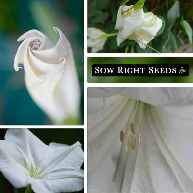 Sow Right Seeds - Moonflower (Ipomoea alba) Flower Seeds for Planting - Non-GMO Heirloom Flowers to Grow in Your Home Garden - Vining Plant for Beautiful Evening Blooms - Wonderful Gift (1)