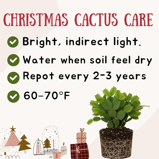 Orange Christmas Cactus Plants Live, Size 3-6" Christmas Cactus Plant, Colorful Holiday Houseplant Flowering Succulent Live Plants for Planting, Well Rooted, No Pot