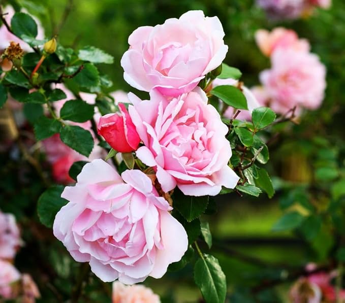 100+ Mix Color Climbing Rose Seeds for Outdoor Planting Vibrant Bush Perennial Shrub Ornamental Flowers for Garden Decoration