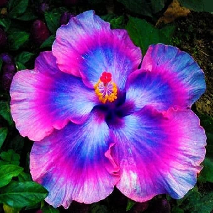 115+Perennial Hibiscus Flower Seed for Planting Outdoor Tropical Garden Non-GMO Heirloom
