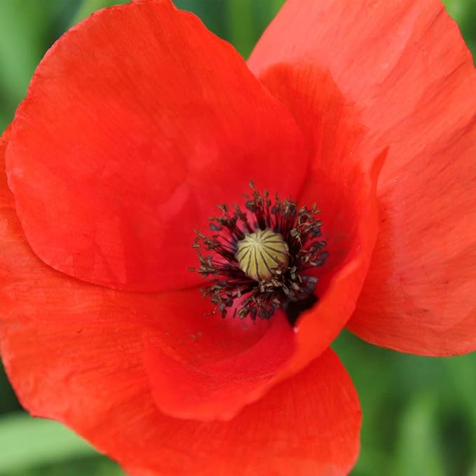 Corn Poppy Wildflower Seeds – 190,000+ Non-GMO Seeds – American Legion Red Poppy – Attracts Bees & Butterflies – Easy-to-Grow Annual for Pollinator Gardens, Meadows & Landscaping