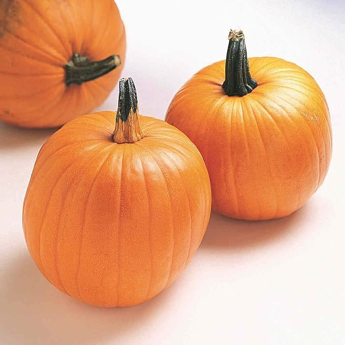 Pumpkin, Jack O Lantern Pumpkin Seeds, Heirloom, Non GMO, 100 Seeds