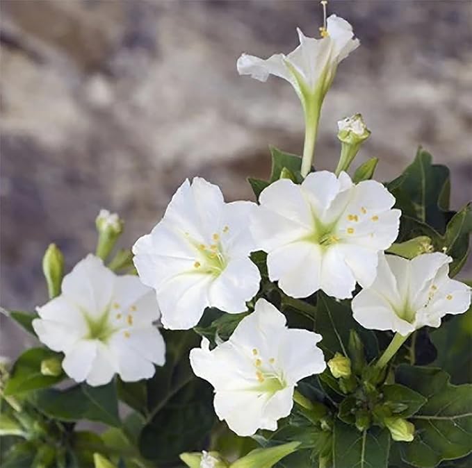80 White Four O'Clock Seeds - Tender Perennial That Reseeds Easily
