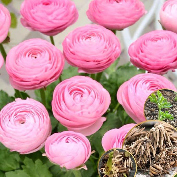 Pack 25 Ranunculus Bulbs for Planting, Pink Ranunculus Corms, Butterfly Ranunculus Flowers Bulbs to Grow, Peony Buttercup Ranunculus