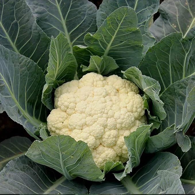 500 Snowball Cauliflower Brassica Oleracea Botrytis Vegetable Seeds