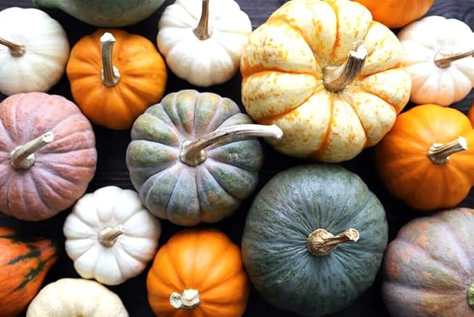 Seeds Colorful Edible Pumpkin Mix 7 Sweet Varieties 20+ Seeds Non-GMO Annual Plant