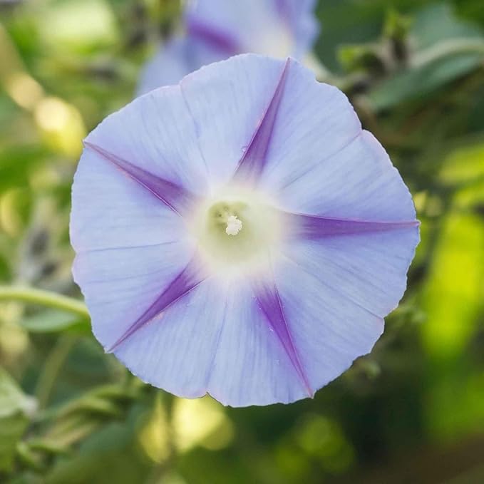 Eden Brothers Morning Glory Seeds - Inkpots, Non-GMO Seeds for Planting, Packet | Low-Maintenance Flower Seeds, Plant During Spring, Zones 1, 2, 3, 4, 5, 6, 7, 8, 9, 10