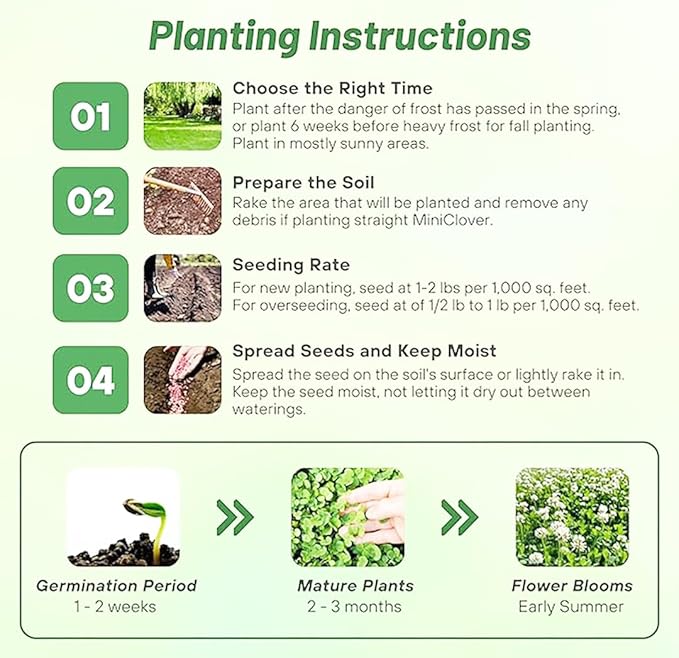 1/4 Pound Seed: Perennial Mini Clover Seed Lawn Replacement - Low Growing