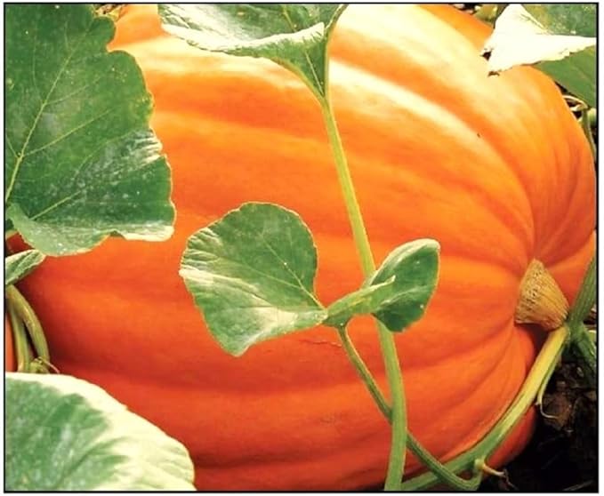 Food Plot Seeds for Planting - Grow Food for Deer, Turkey, Elk, Phesants, Quail and Other Wild Game (Big Max Pumpkins - 30 Seeds)