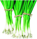 Park Seed Warrior Bunching Scallion Seeds – AAS Winner, Crisp and Spicy Green Onion, Compact and Container-Friendly, Fast Maturing for Spring or Fall Harvest – Pack of 200 Seeds