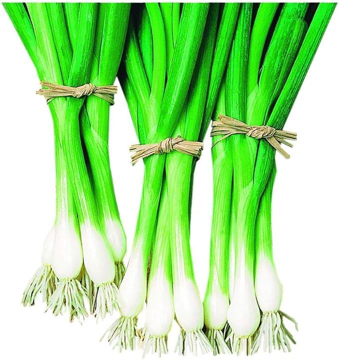 Park Seed Warrior Bunching Scallion Seeds – AAS Winner, Crisp and Spicy Green Onion, Compact and Container-Friendly, Fast Maturing for Spring or Fall Harvest – Pack of 200 Seeds