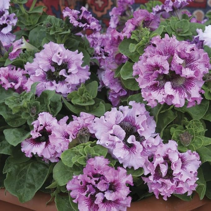 Park Seed Superbissima Giant Rose Petunia Seeds, Grandiflora Type with Large 6-Inch Pink Blooms, Frilled Edges, Tetraploid Variety, Container Friendly, Pack of 10