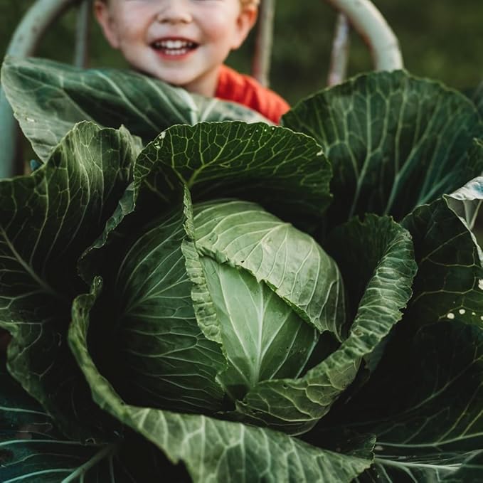 Danish Ballhead Cabbage - 100 Seeds - Heirloom & Open-Pollinated Variety, Non-GMO Vegetable Seeds for Planting Outdoors in The Home Garden, Thresh Seed Company