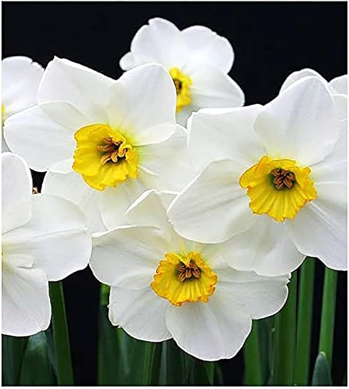 5 Treithian Narcissus Bulbs - Top Size Daffodil Bulbs