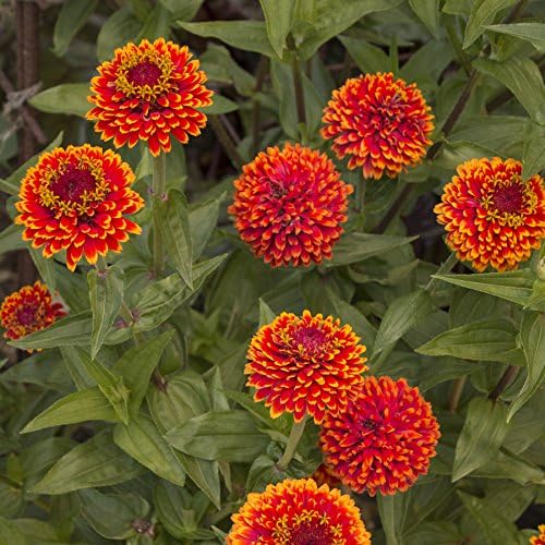 Park Seed Zinnia Seeds, Planting Flowers, Easy to Grow, Non-GMO, Perfect for Spring Garden, Crouching Tiger, Pack of 50
