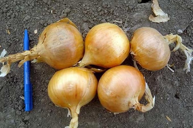 Seeds Chalcedony Onion - Heirloom Vegetable - GMO Free