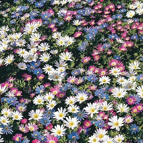 Votaniki Anemone Blanda Mix Bulbs for Planting - Perennial, Attracts Bees & Showy Flowers | Blooms in Mid Spring, Easy to Grow & Maintain (12 Pack)