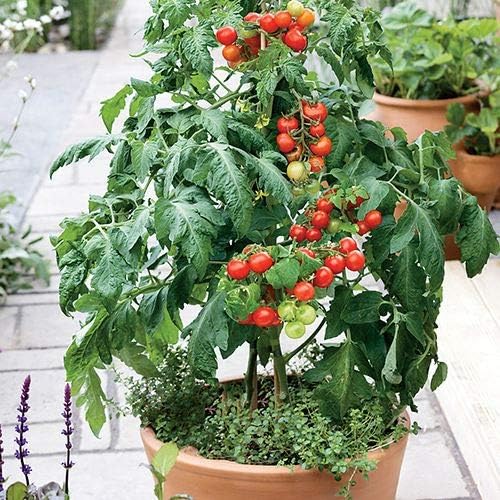 Park Seed Cherry Tomato Seeds, Planting Vegetables, Easy to Grow, Non-GMO, Variety of Colors and Sizes, Spring Garden, Patio Choice Red, Pack of 30