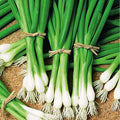 SeedsUP - 400+ Seeds Welsh Bunching Onion - Vegetable Green
