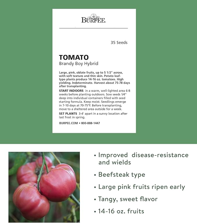 Burpee 'Brandy Boy', Hybrid Beefsteak Slicing Variety, Large Red Fresh Indeterminate Tomato, 35 Non-GMO Seeds