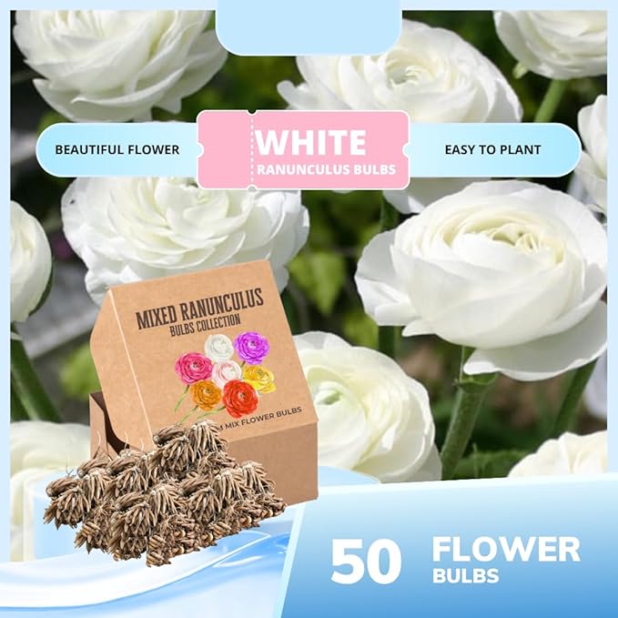 Set 50 Ranunculus Bulbs for Planting, White Ranunculus Corms Bulk, Butterfly Ranunculus Flowers Bulbs Spring Fall, Peony Buttercup Ranunculus