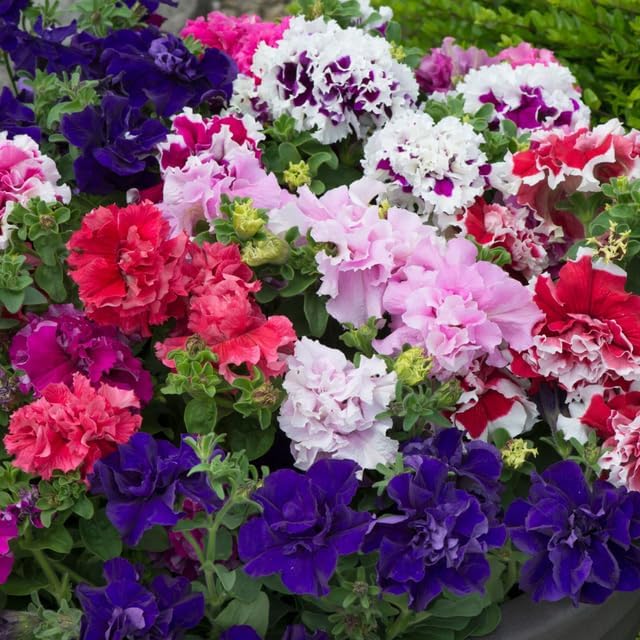 300+ Double Dwarf Petunia Seeds - Mixed Colors, Perfect for Outdoor Gardens, Balcony Hanging Baskets, Containers, Attracts Butterflies & Bees, Heat and Sun Tolerant
