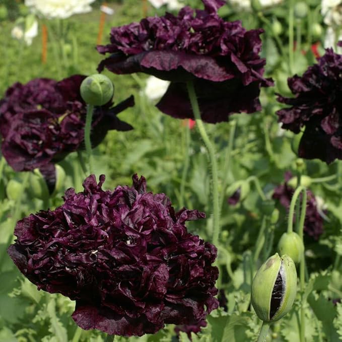Outsidepride Peony Black Poppy Seeds for Planting - 10,000 Pcs Annual, Drought-Tolerant & Easy to Grow Wildflower Seeds with Vibrant Dark Burgandy Blooms for Landscaping, & Pollinator Garden