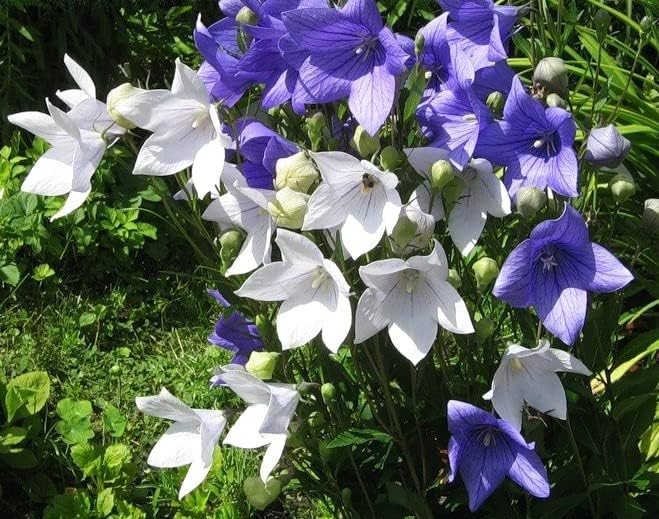 Tussock Bellflower Seed Mix Blue and White 1000 Seeds for Planting Campanula Carpatica Non-GMO with Growing Instructions