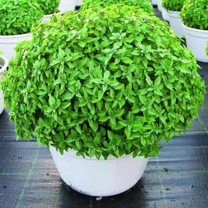 3 Greek Basil Plants Live, 4-7 Inches Tall, Compact Sweet Culinary Herb to Grow, Fragrant Basil Seedlings