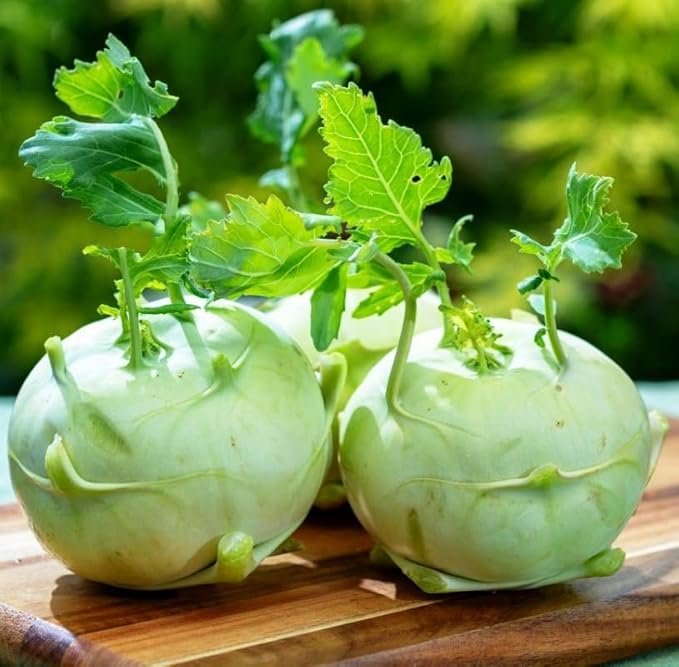 Seeds Kohlrabi Cabbage Giant Biennial Vegetable for Planting