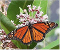 Common Milkweed Seeds - Asclepias syriaca - Attracts Monarch Butterflies