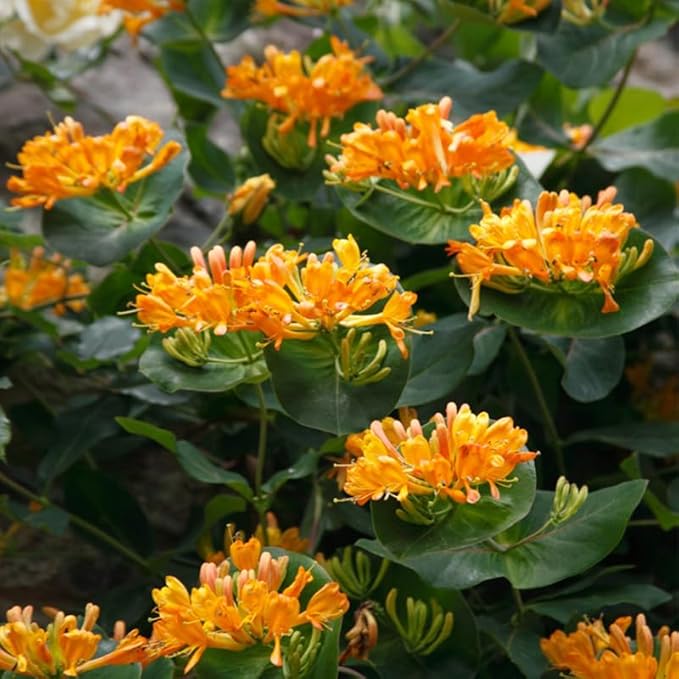 200+ Honeysuckle Seeds for Planting, Honeysuckle Vine Seeds, Aromatic Honeysuckle Plant Seeds That Attract Bees and Butterflies