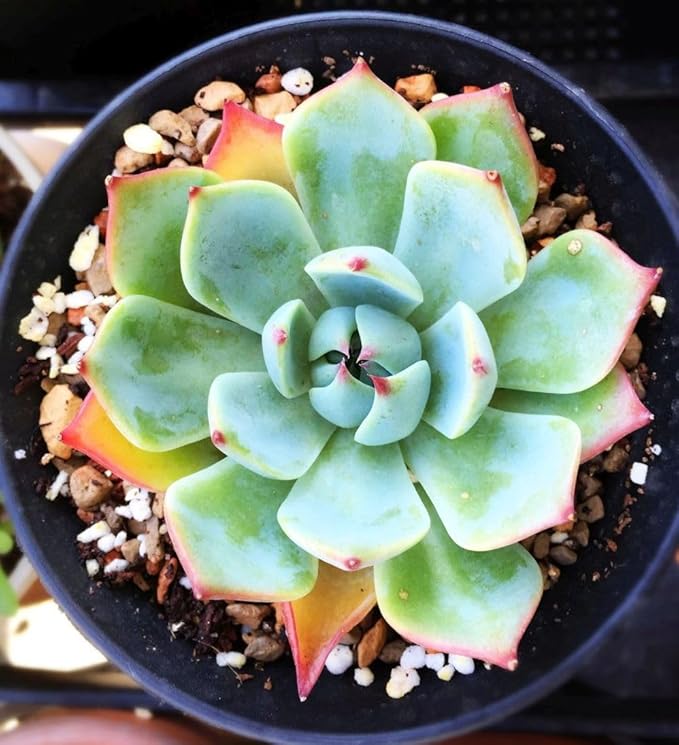 200 pcs Rare Mixed Mini Succulents Seeds for Bonsai & Ornamental Plants - Grow Your Stunning Garden