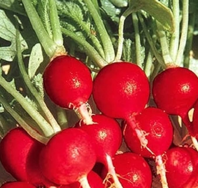 100 Champion Radish Seeds for Planting Non GMO Heirloom Seeds Fresh Vegetable Garden Seed