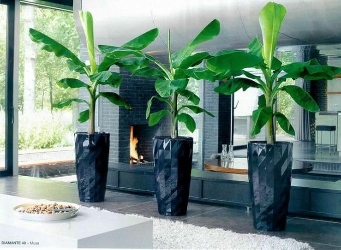 Seeds Ornamental Banana Tree - Tree for Planting - GMO Free