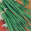 Chives Great Herb Heirloom Vegetable Seeds by Seed Kingdom (300 Seeds)