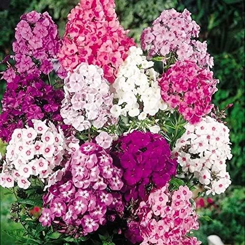 Phlox Drummondii Mix Seeds – Annual Flower (Phlox drummondii) | Heirloom, Non-GMO, Colorful Garden Bedding Flower
