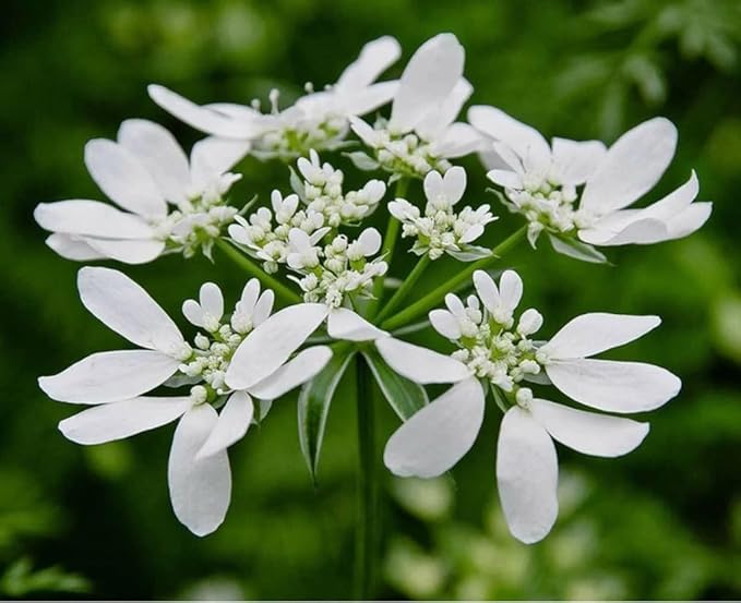 50PCS Orlaya Grandiflora Seeds White Minoan Lace Easy Grow Indoor Outdoor Seeds Heirloom