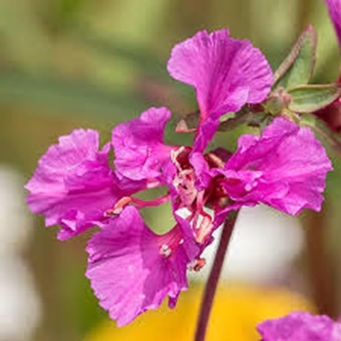 Clarkia Seed - Heirloom, Non-GMO, 25 Seeds, Vibrant Annual Flower for Gardens & Borders. Beautiful Flowers to Plant in Your Home Garden - Non-GMO Heirloom Seeds