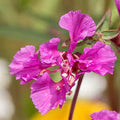 Clarkia Seed - Heirloom, Non-GMO, 25 Seeds, Vibrant Annual Flower for Gardens & Borders. Beautiful Flowers to Plant in Your Home Garden - Non-GMO Heirloom Seeds
