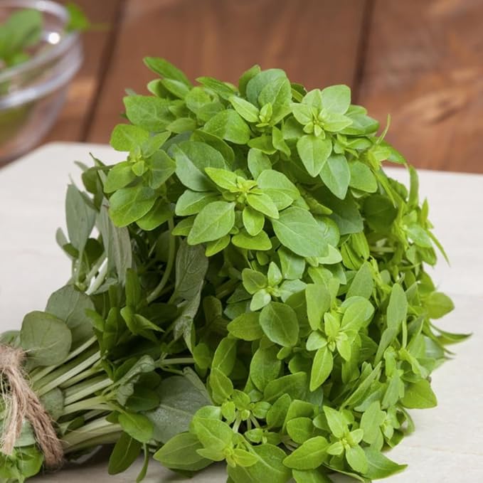 3 Greek Basil Plants Live, 4-7 Inches Tall, Compact Sweet Culinary Herb to Grow, Fragrant Basil Seedlings